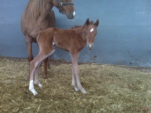 Kallin - a couple hours old